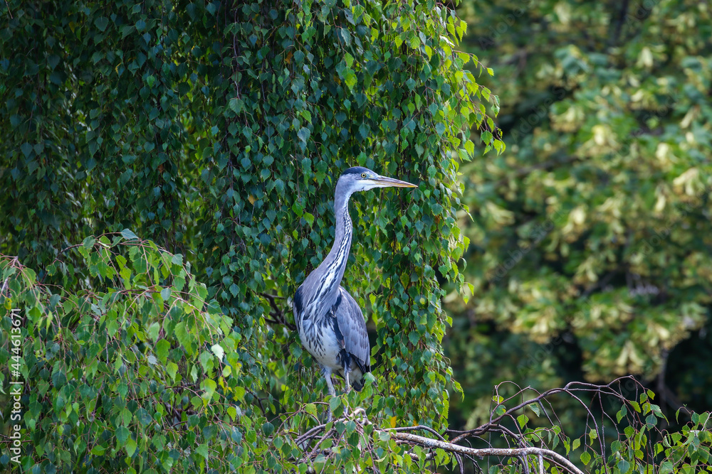 Fototapeta premium Grey heron