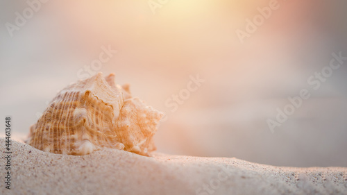 Fototapeta Naklejka Na Ścianę i Meble -  Golden sunset on seashore. shell ashore in waves of sea in sunset.