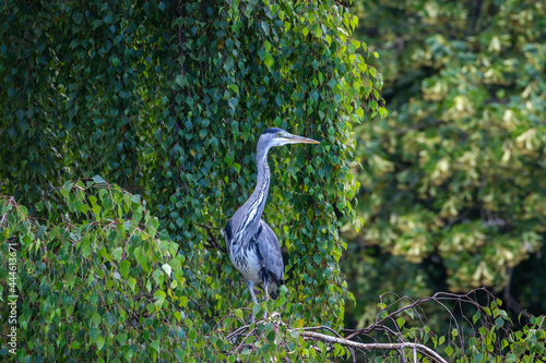 Grey heron  Ardea cinerea  with long neck stretched up and looking right. Tall wading bird stands on branch of Weeping Willow tree with green leaves in Summer foliage. Dublin  Ireland