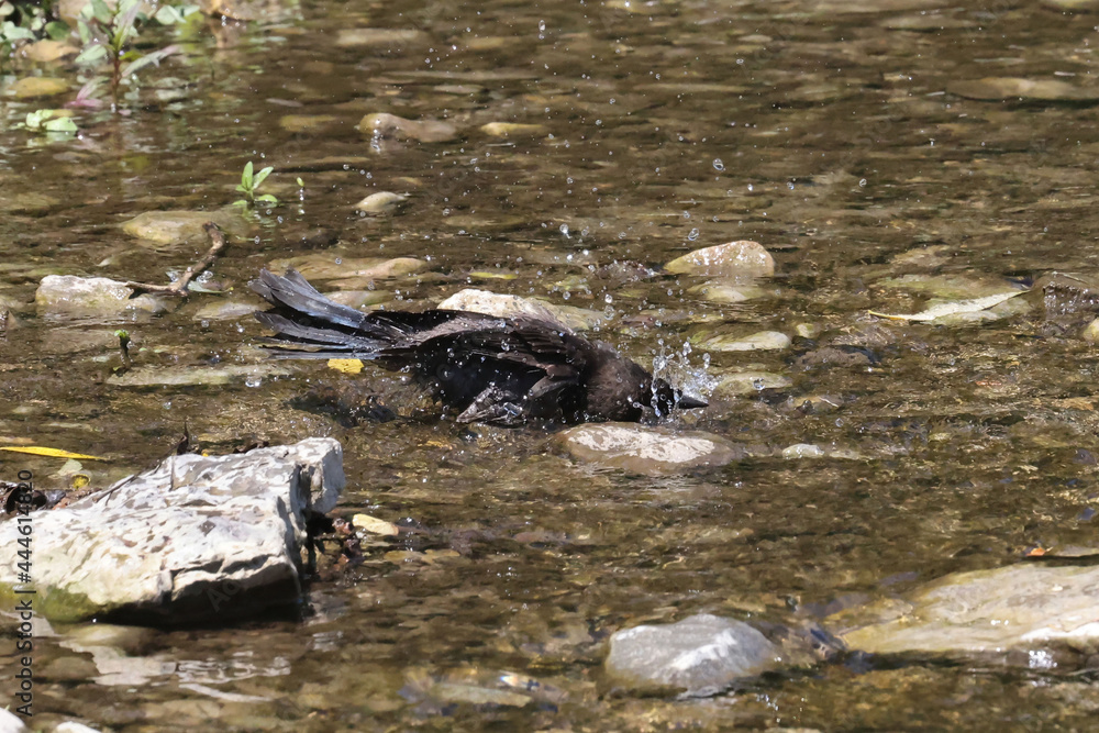 Juvenile Grackle bathing in the river on summer day Juvenile Grackle bathing in the river on summer day
