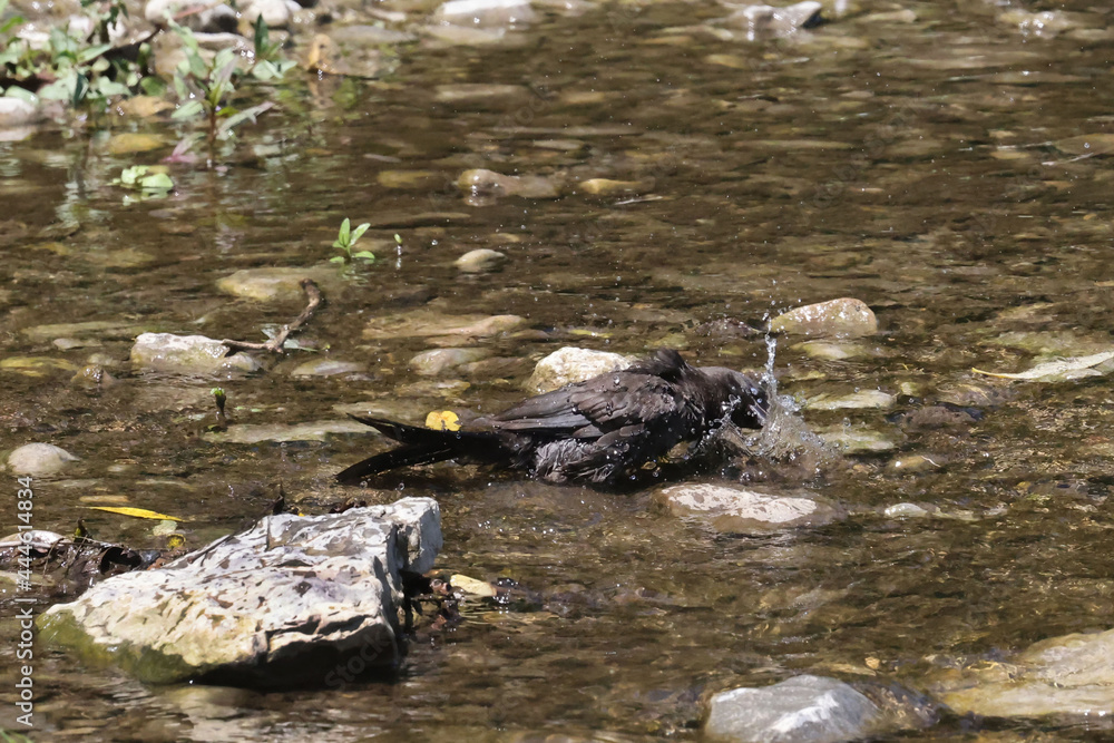 Juvenile Grackle bathing in the river on summer day Juvenile Grackle bathing in the river on summer day