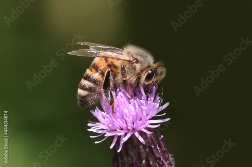 Honeybee on prickle collecting pollen