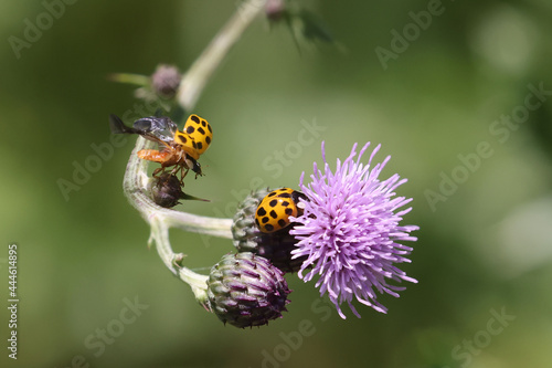Honeybee on prickle collecting pollen © Janet