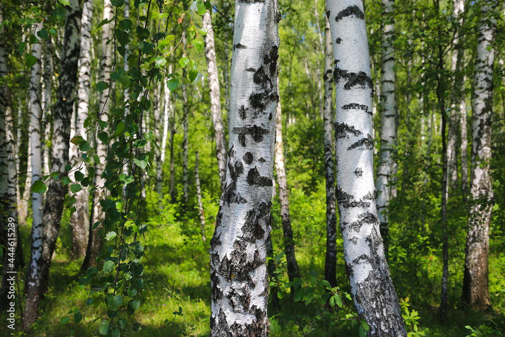 Fototapeta premium Beautiful birch trees in the summer forest