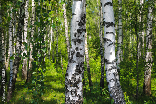 Beautiful birch trees in the summer forest