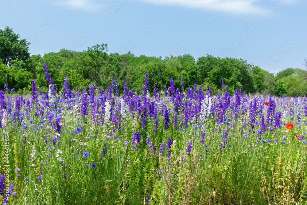 Naklejka premium Meadow full of purple Larkspur flowers in bloom.