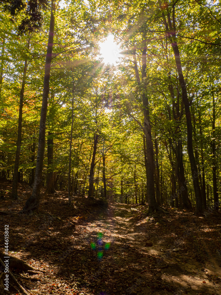 Obraz premium Rayos de sol en medio del bosque verde y marrón con colores de otoño en el Montseny , Cataluña, Octubre de 2019