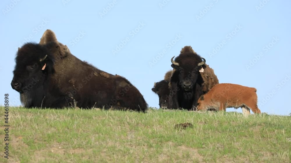 Herd of Bison relaxing and standing in grass field with baby calves Herd of Bison relaxing and standing in grass field with baby calves