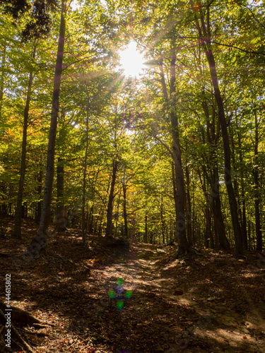 Fototapeta Naklejka Na Ścianę i Meble -  Rayos de sol en medio del bosque verde y marrón con colores de otoño en el Montseny , Cataluña, Octubre de 2019