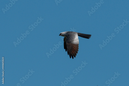 Mississippi Kite flying by through a blue sky © Stretch Clendennen