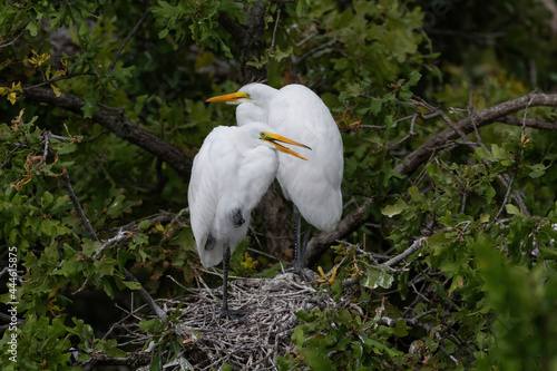 Two White Egrets standing in their treetop nest in a rookery photo