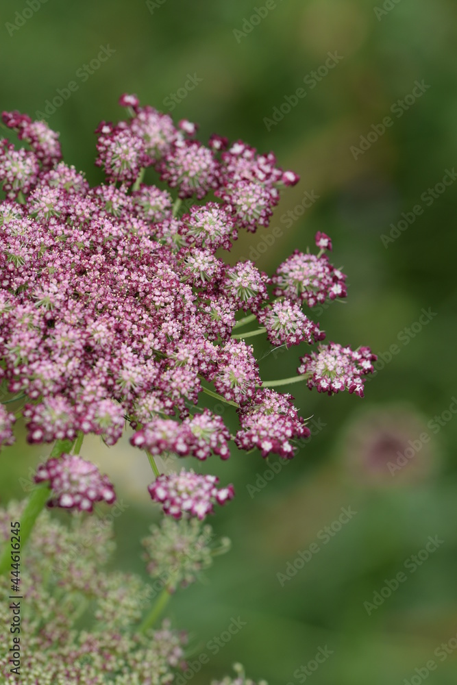 Wild carrots flowers, daucus carota blooming dark pink Wild carrots flowers, daucus carota blooming dark pink