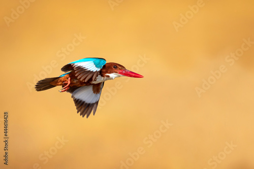 Принти на полотні White throated Kingfisher. Yellow nature background.