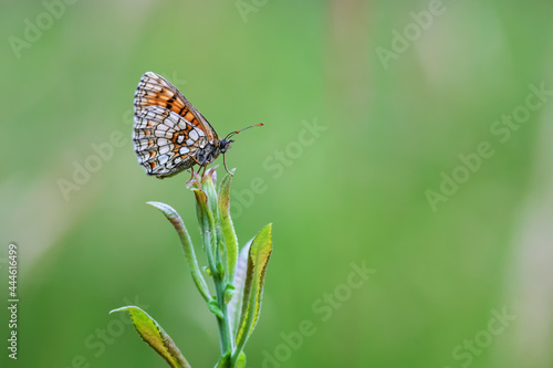 Little colorful butterfly on green grass. The background is green with nice bokeh.