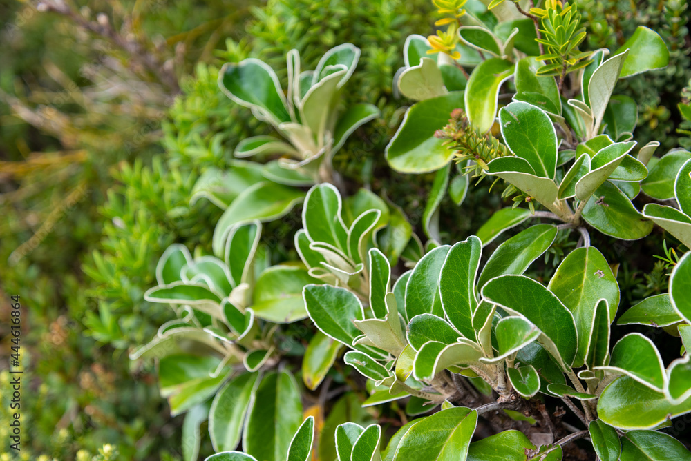 Obraz premium Alpine flowers at the Southern Alps, Mount Aoraki National Park in New Zealand