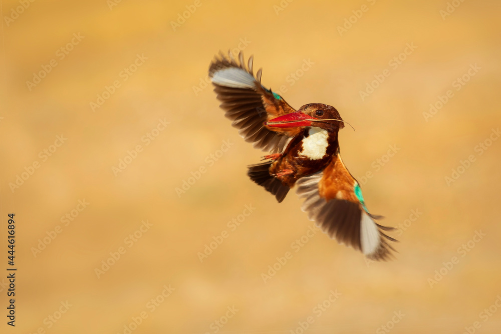 Obraz premium White throated Kingfisher. Yellow nature background. 