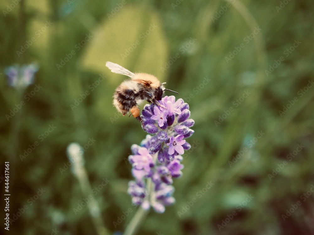 bee on a flower