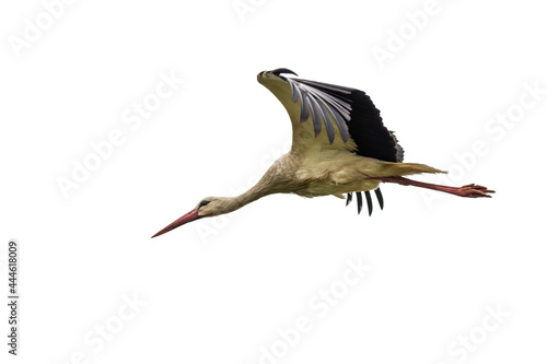 White stork in flight on white backgroung, isolated photo