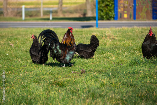 Australorp chickens in a meadow photo