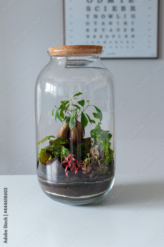 Terrarium with plants - ginseng ficus, miniature house, miniature world. A forest in glass in the company of cut flowers on the table in front of a Scandinavian poster. Minimalist interio