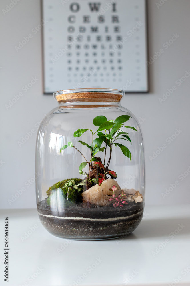 Terrarium with plants - ginseng ficus, miniature house, miniature world. A forest in glass in the company of cut flowers on the table in front of a Scandinavian poster. Minimalist interio