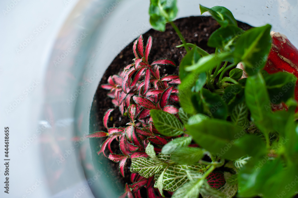 Terrarium with plants - ginseng ficus, miniature house, miniature world. A forest in glass in the company of cut flowers on the table in front of a Scandinavian poster. Minimalist interio