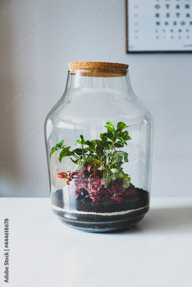 Terrarium with plants - ginseng ficus, miniature house, miniature world. A forest in glass in the company of cut flowers on the table in front of a Scandinavian poster. Minimalist interio