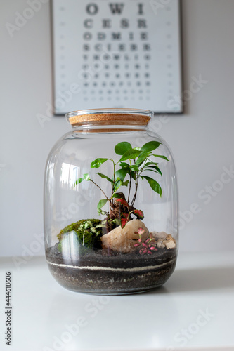 Obraz na płótnie Terrarium with plants - ginseng ficus, miniature house, miniature world. A forest in glass in the company of cut flowers on the table in front of a Scandinavian poster. Minimalist interio w salonie
