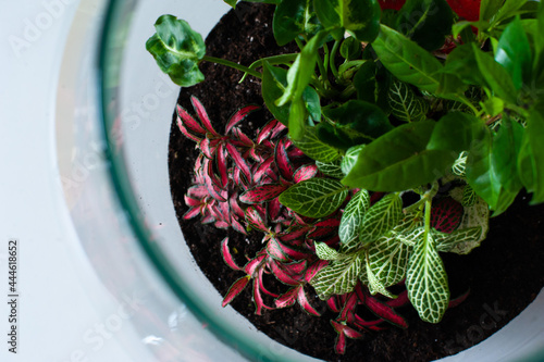 Terrarium with plants - ginseng ficus, miniature house, miniature world. A forest in glass in the company of cut flowers on the table in front of a Scandinavian poster. Minimalist interio