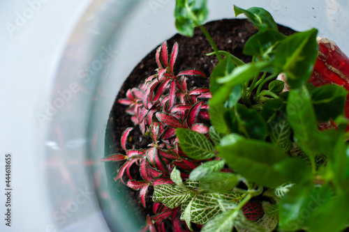 Obraz na płótnie Terrarium with plants - ginseng ficus, miniature house, miniature world. A forest in glass in the company of cut flowers on the table in front of a Scandinavian poster. Minimalist interio w salonie