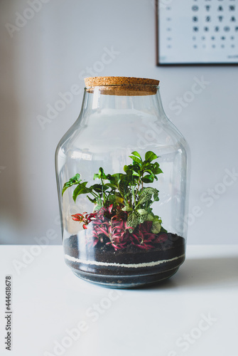 Obraz na płótnie Terrarium with plants - ginseng ficus, miniature house, miniature world. A forest in glass in the company of cut flowers on the table in front of a Scandinavian poster. Minimalist interio w salonie