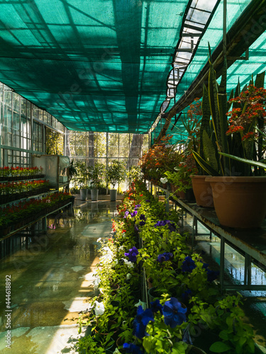 Flowers in pots are lined up on the shelves in the greenhouse