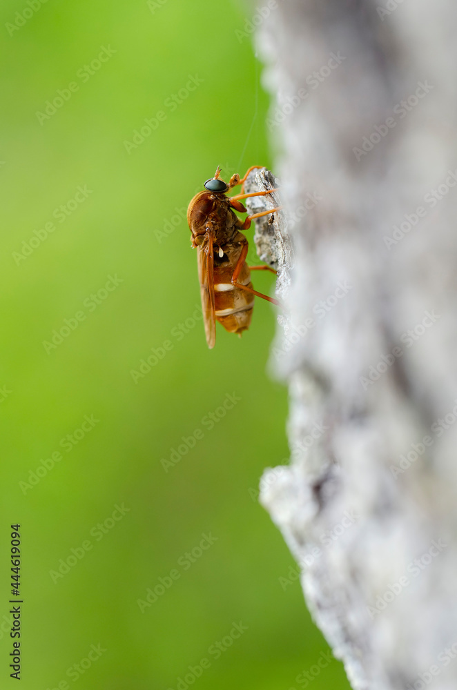 Coenomya ferruginea sitting on bark Coenomya ferruginea sitting on bark