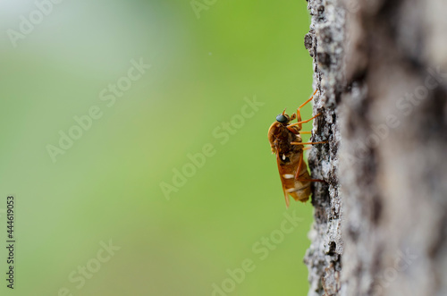 Coenomya ferruginea sitting on bark