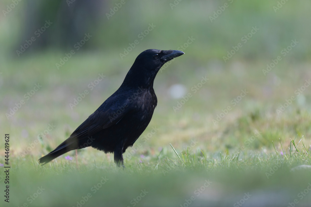 Carrion crow Corvus corone during winter time Carrion crow Corvus corone during winter time