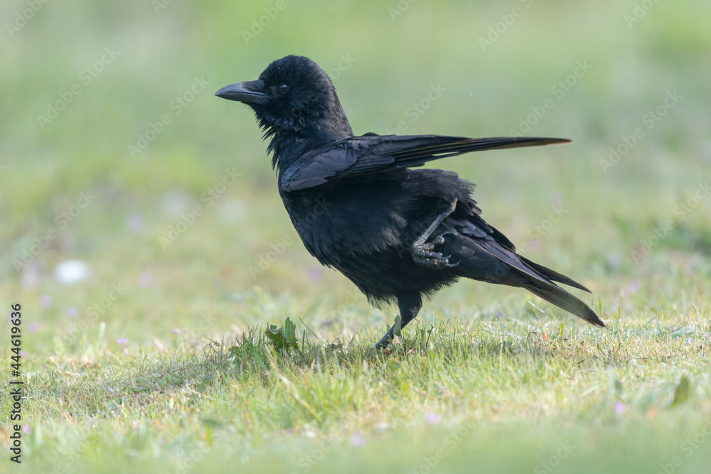 Obraz premium Carrion crow Corvus corone during winter time