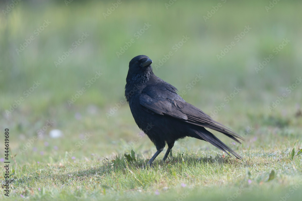 Carrion crow Corvus corone during winter time Carrion crow Corvus corone during winter time