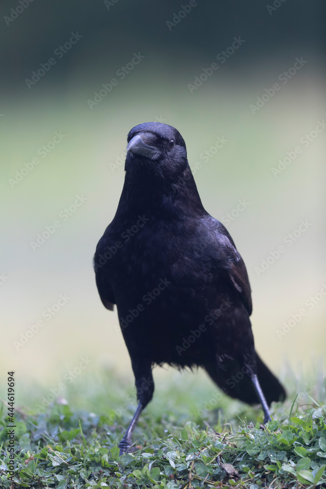Carrion crow Corvus corone during winter time Carrion crow Corvus corone during winter time