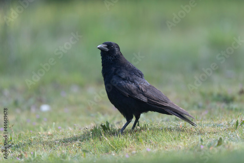 Carrion crow Corvus corone during winter time © denis