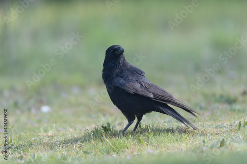 Carrion crow Corvus corone during winter time