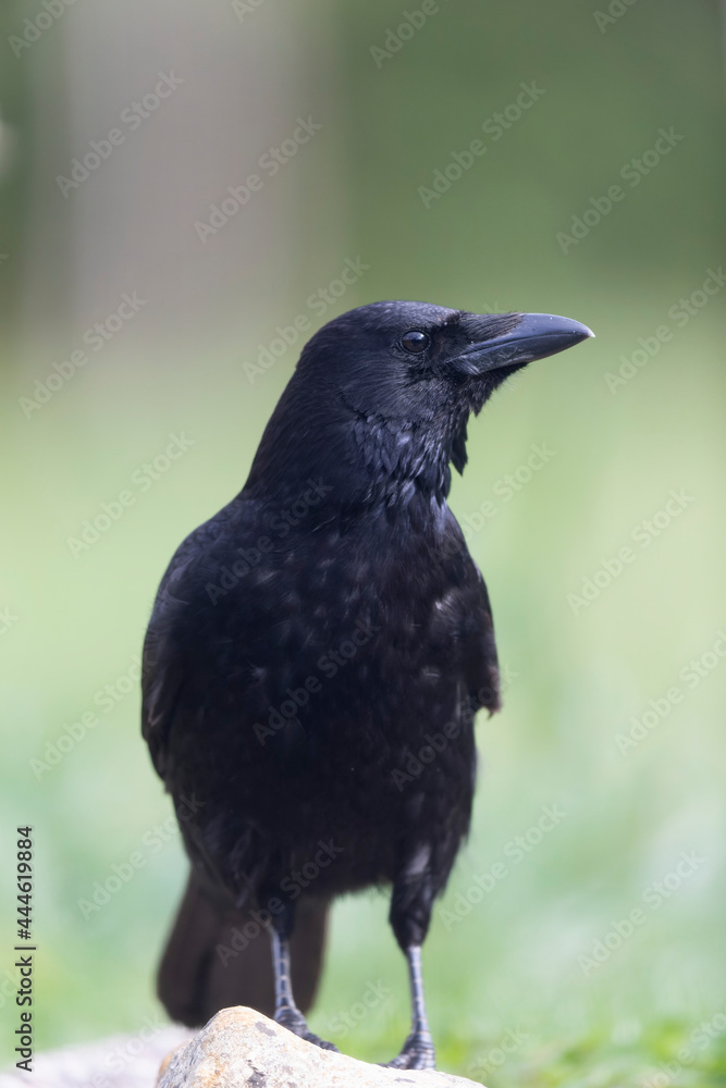 Carrion crow Corvus corone during winter time Carrion crow Corvus corone during winter time