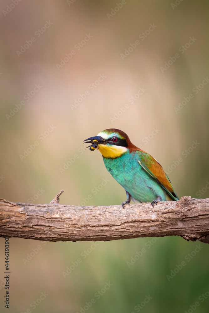 Colorful bird and its hunt. Yellow green nature background. Bird: European Bee eater. Merops apiaster. Colorful bird and its hunt. Yellow green nature background. Bird: European Bee eater. Merops apiaster.