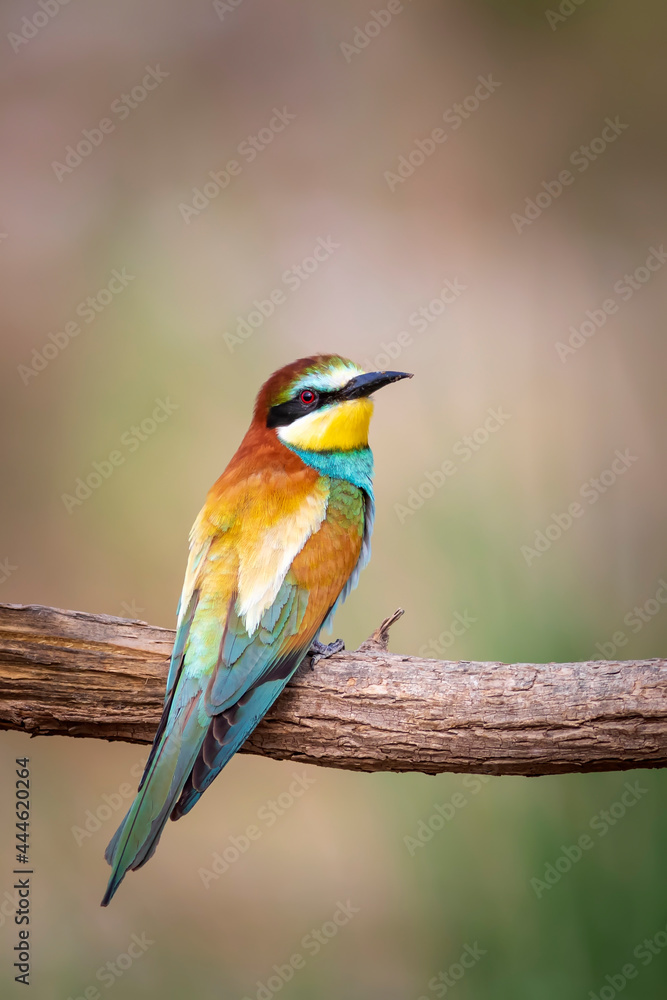 Colorful bird and its hunt. Yellow green nature background. Bird: European Bee eater. Merops apiaster. Colorful bird and its hunt. Yellow green nature background. Bird: European Bee eater. Merops apiaster.