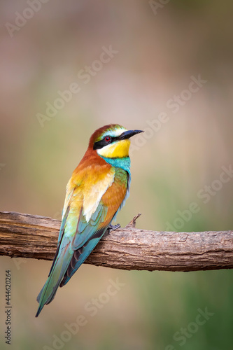 Colorful bird and its hunt. Yellow green nature background. Bird: European Bee eater. Merops apiaster. 