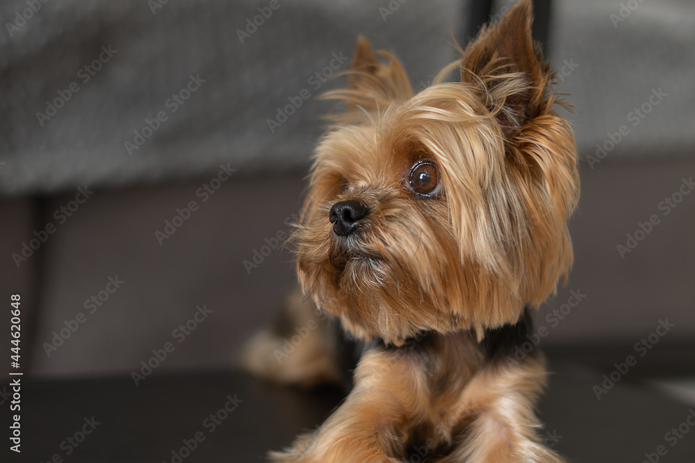 dog yorkshire terrier close-up dark background dog yorkshire terrier close-up dark background