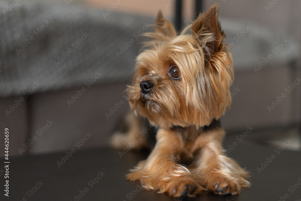 dog yorkshire terrier close-up dark background