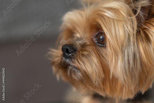 dog yorkshire terrier close-up dark background