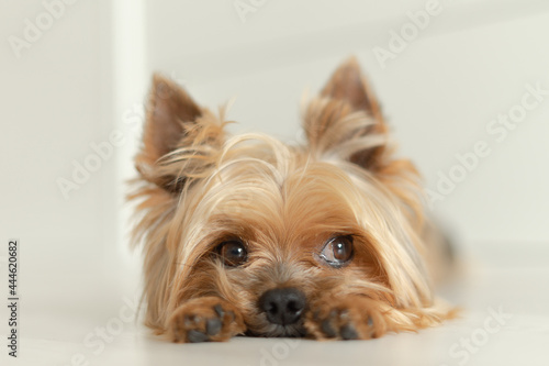 dog Yorkshire Terrier lies on the floor with paws forward, white background, light photo