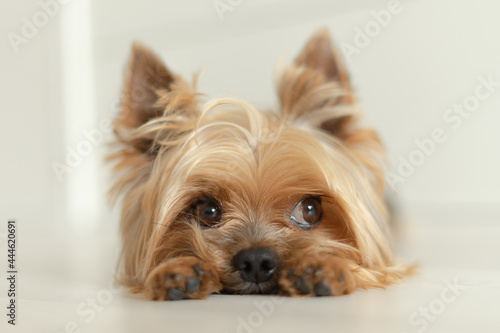 dog Yorkshire Terrier lies on the floor with paws forward, white background, light photo