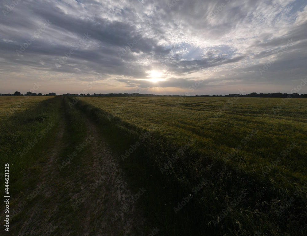 Obraz premium Weitwinkel Kornfeld&nbsp;